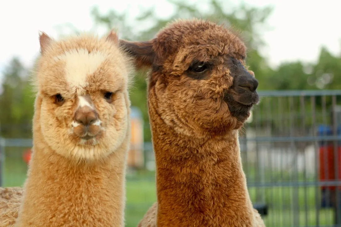 Alpakas auf einer grünen Weide mit Unterstand – artgerechte Alpaka-Haltung in Deutschland